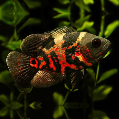 Астронотус Тигровый