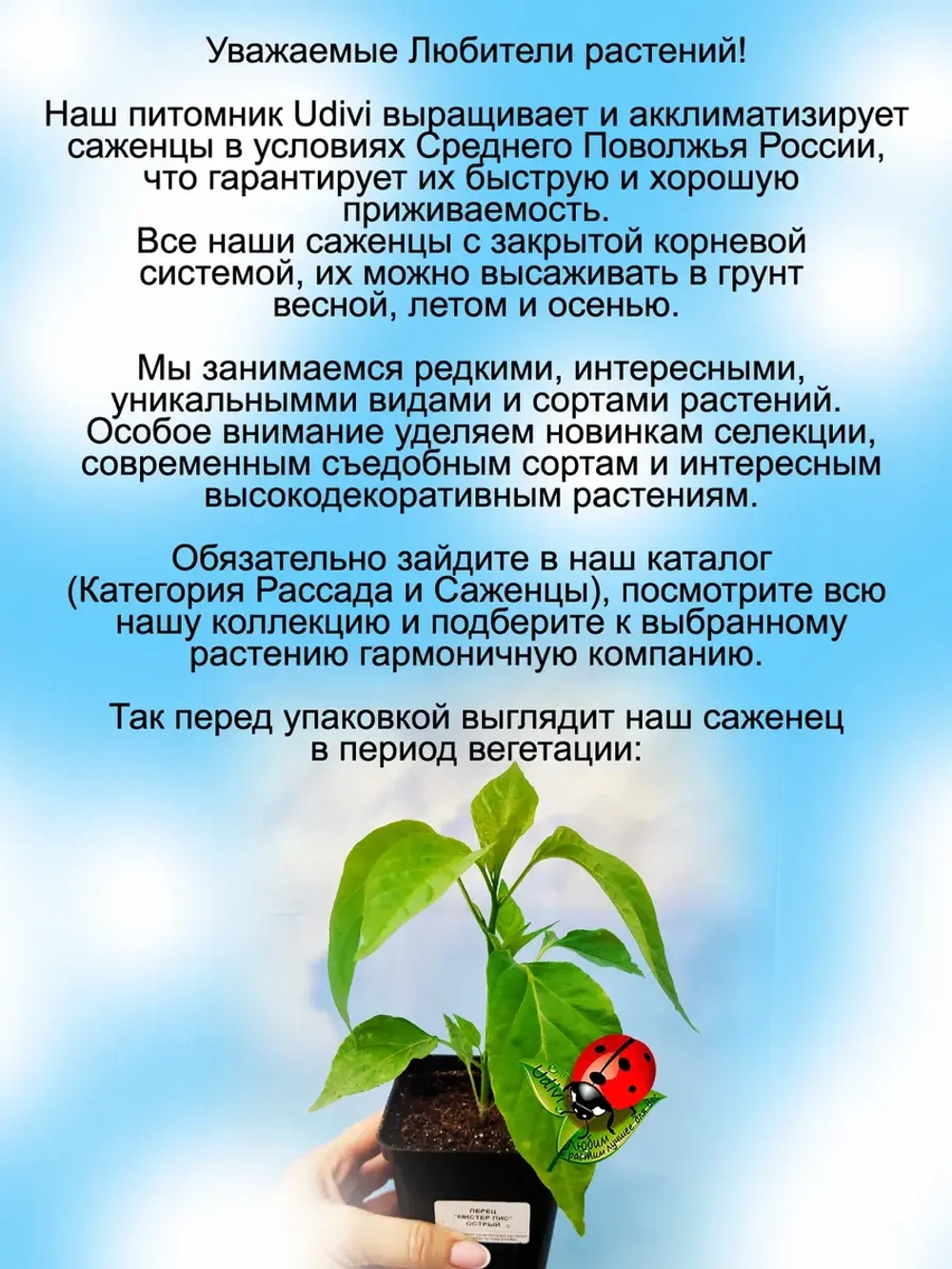 Перец острый Мистер Пис Чили Вилли