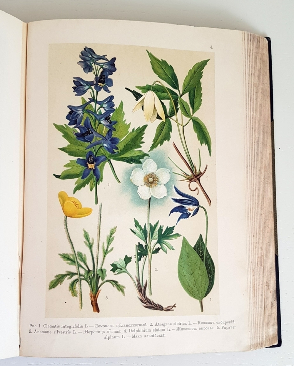 "Ботанический атлас. Описание и изображение растений Русской Флоры". Составил Н.А. Монтеверде, главный ботаник Имп. Ботанического сада Петра Первого. 1906 г. - редкая книга