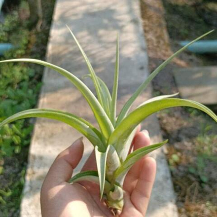 Тилландсия flexuosa v. vivipara M