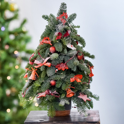 Елка из нобилиса в керамической вазе