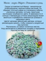 Седум Мажор густоветвистый очиток голубой