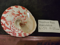 Трохус "Red""35-70мм"