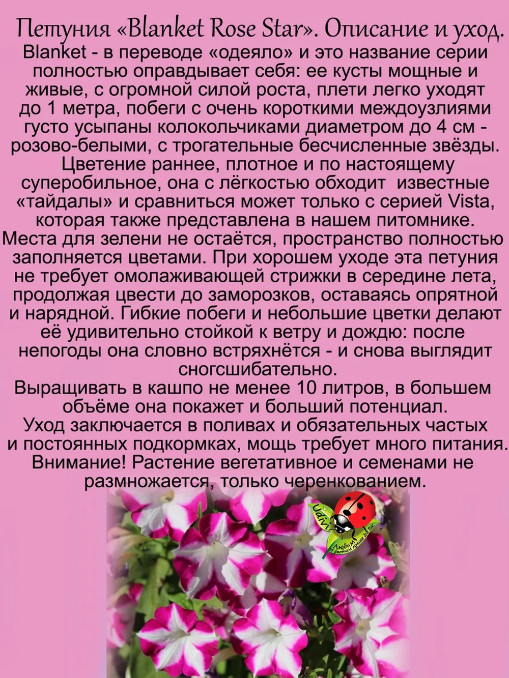 Петуния Бланкет Розовая звезда мощная