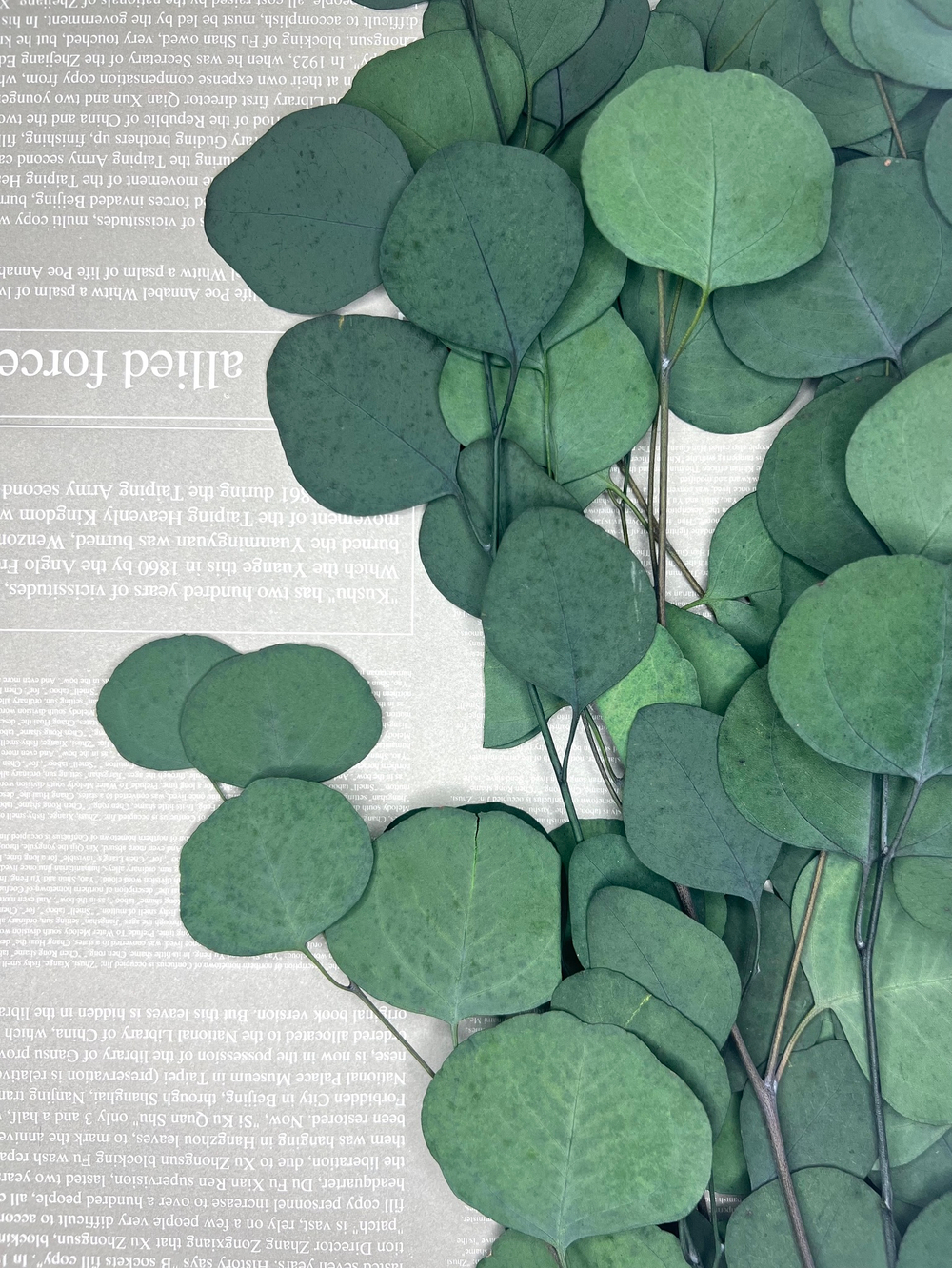 Эвкалипт стабилизированный популус зеленый