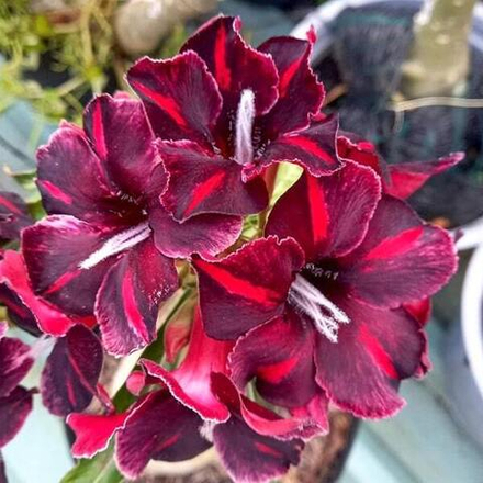 Адениум обесум 366 Mộng Mị