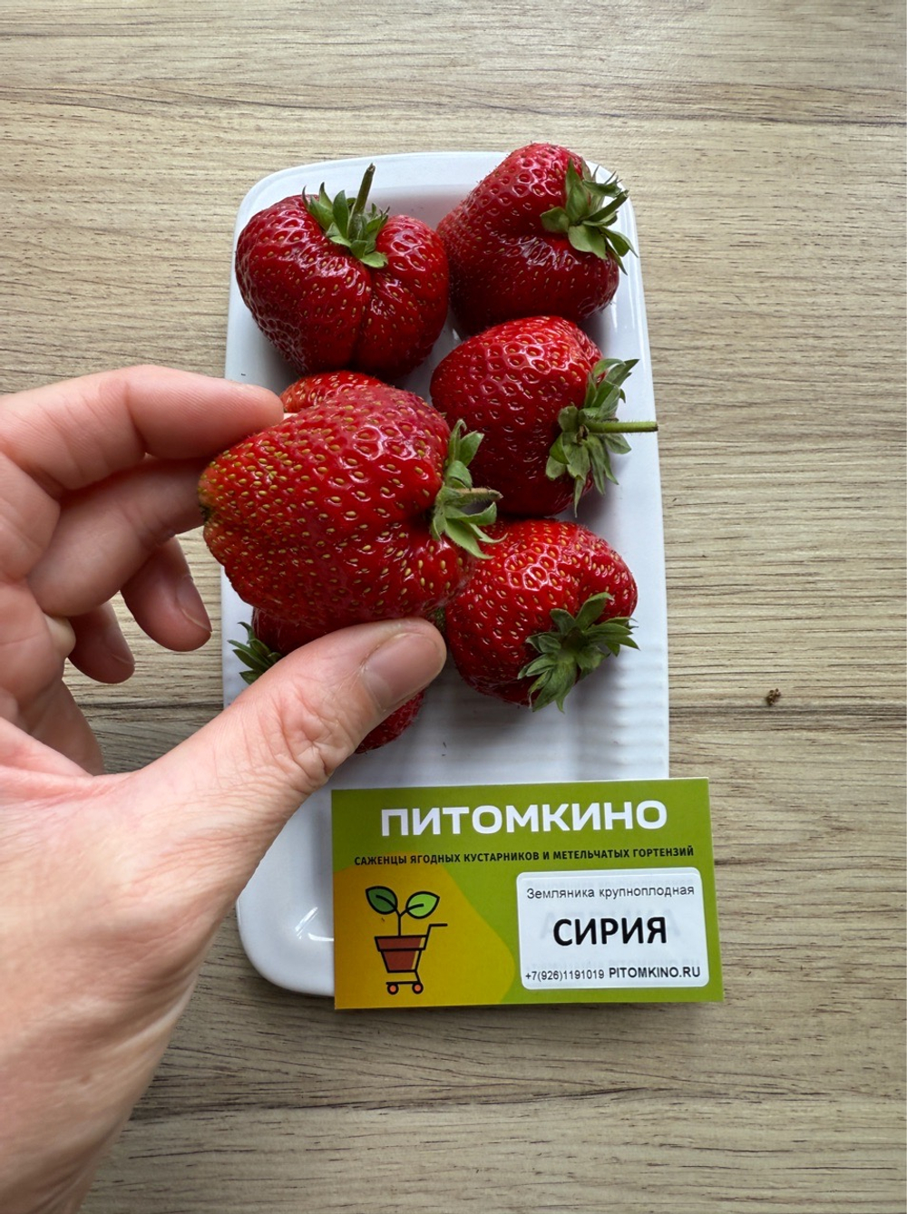 Земляника крупноплодная Сирия