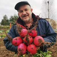 Японский Розовый Акадайкон - Ивакуни Ямагучи - 岩国赤大根 - Akadaikon Iwakuni Yamaguchi