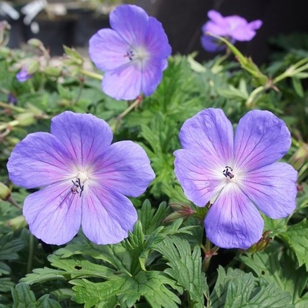 Герань гималайская "Baby Blue". Geranium himalayense "Baby Blue".