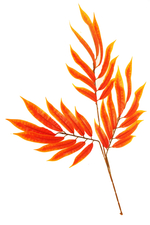 Ветка акации/зелень, осень