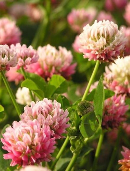 BENZYL BENZOATE / БЕНЗИЛ БЕНЗОАТ CAS 120-51-4