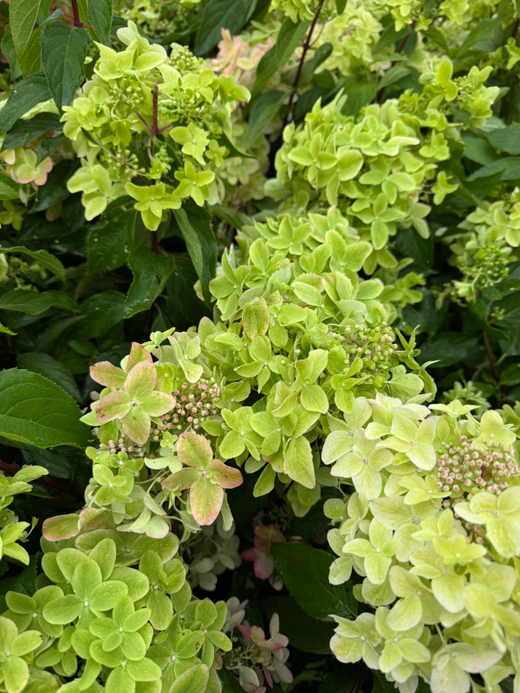 Гортензия Металлика С2 наличие