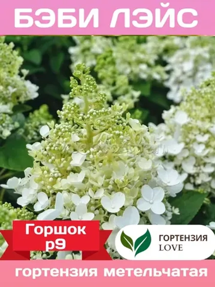 Бэби Лэйс гортензия метельчатая