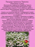 Гвоздика травянка Торонто многолетняя