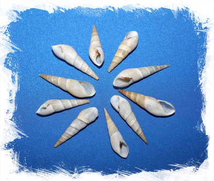 Буллия Виттата, 3-6см, 120гр, 40шт, 250мл