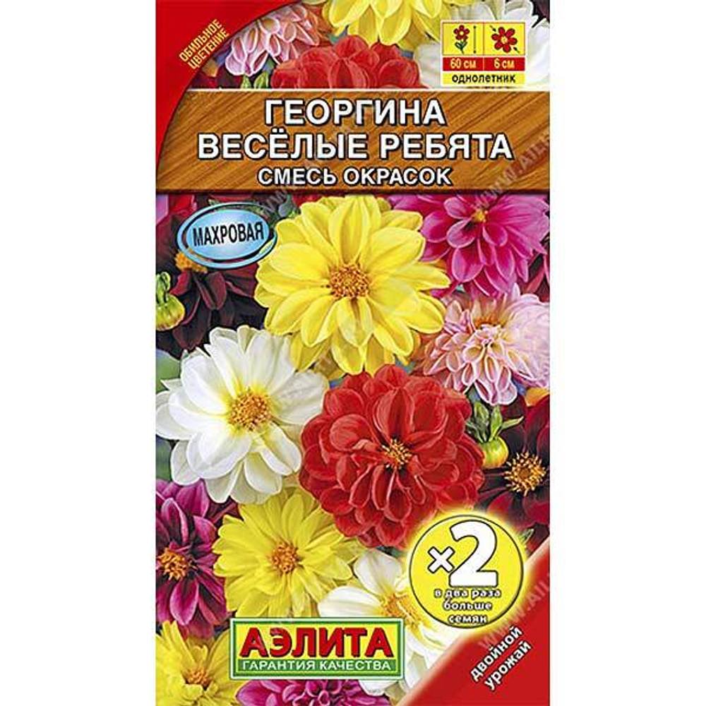 Георгин Веселые ребята 2-ая гр Аэлита Ц