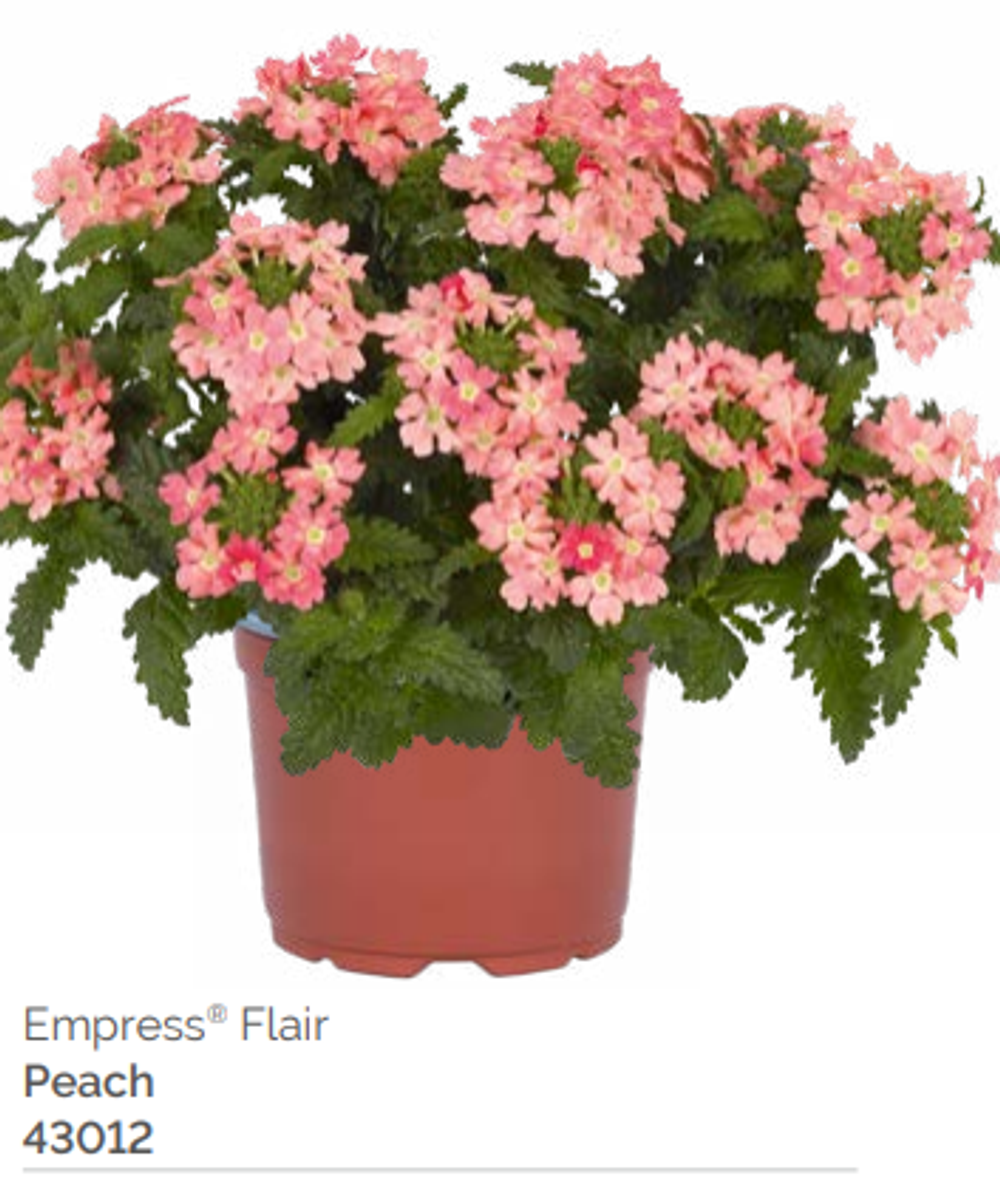 Вербена Empress Flair Peach укорененный черенок ОКС февраль 26 Dummen Orange