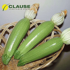Алия F1 семена кабачка (Clause / Клос)
