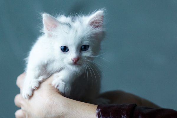 Эффективные средства от кошачьих меток Эффективные средства от кошачьих меток