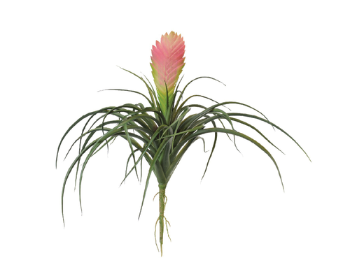 Вриезия цветущая розовая