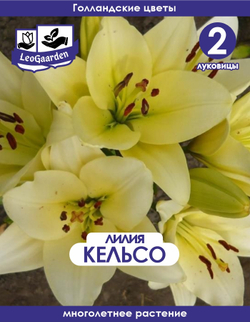 Лилия Луковица, Кельсо, 2 шт