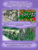 Цимбалярия постенная почвопокровная