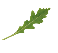 Грация семена рукколы (Enza Zaden / Энза Заден)