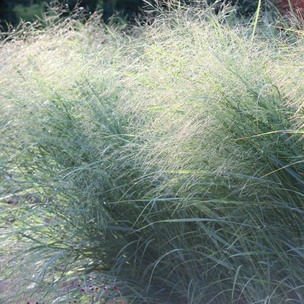 Просо горькое "Dewey Blue". Panicum amarum "Dewey Blue".