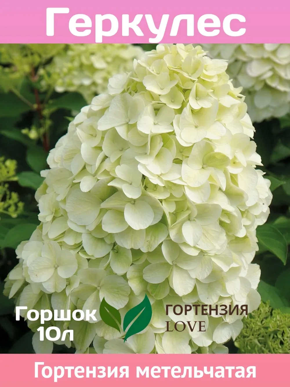 Геркулес гортензия метельчатая