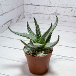 Aloe Humilis (Алоэ)