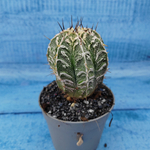 Astrophytum Myriostigma cv. Fukuryu (Астрофитум)