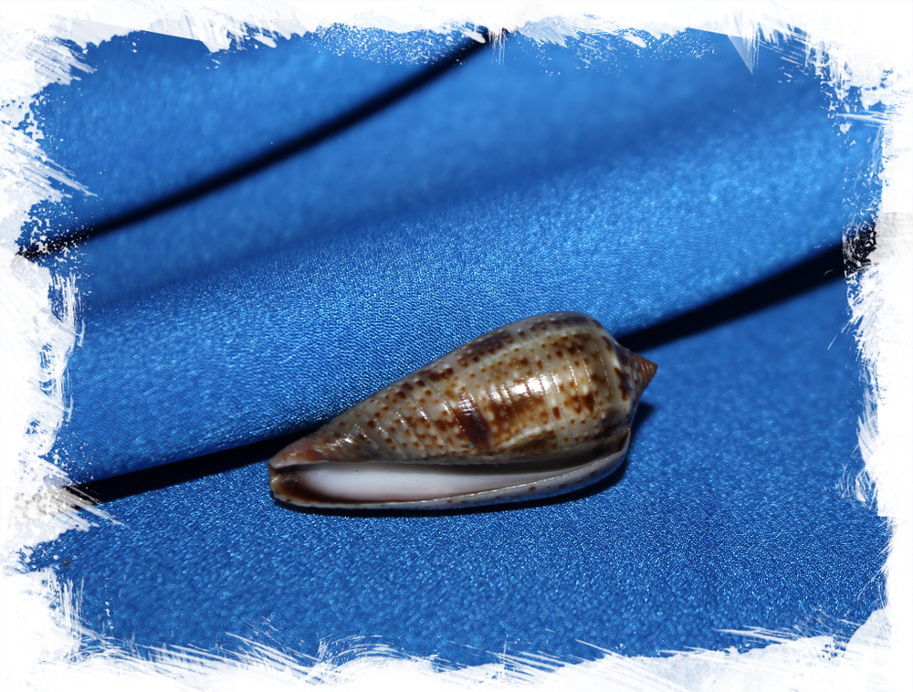 Конус цинереус (Conus Cinereus)