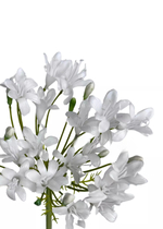 Агапантус 76см