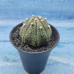 Astrophytum Asterias (Астрофитум)
