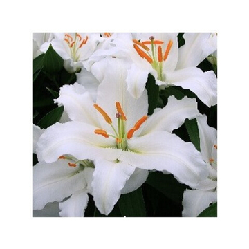 Лилия Фулл Мун