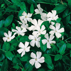 Барвинок minor Alba