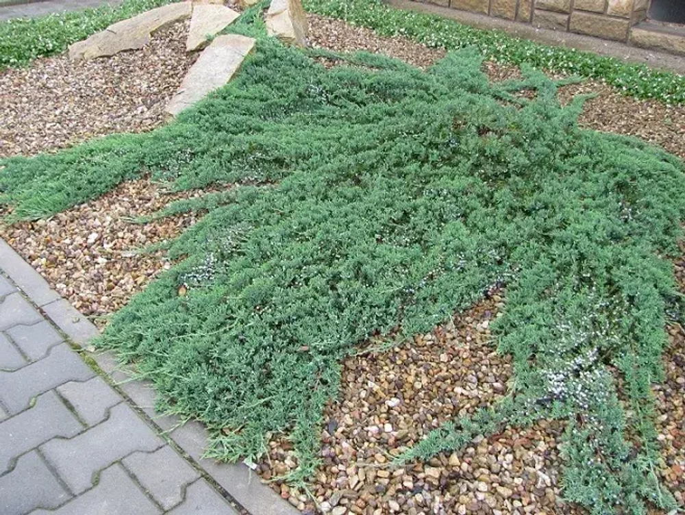 Можжевельник Вилтони Р9 10-15см*10-15 см Закупка М62 апрель-май 2026