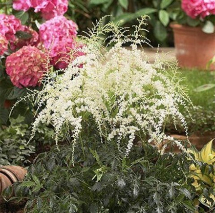 Астильба простолистная Вайт Сенсейшн