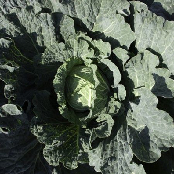 Эстрема F1 семена капусты савойской – фото 5