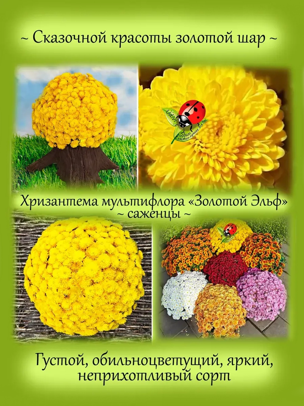 Хризантема Золотой Эльф мультифлора