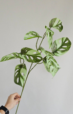 Монстера Адансона вариегатная / Арт 4204