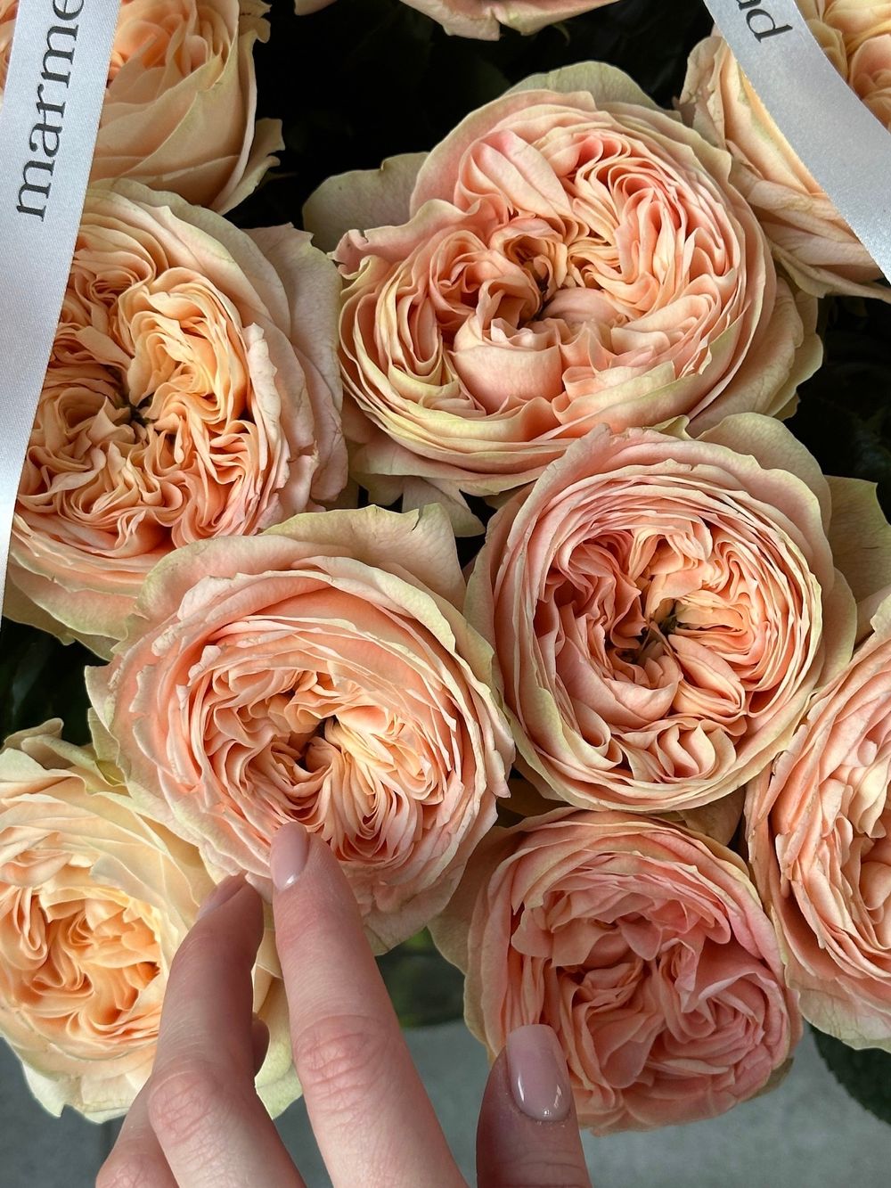 Роза пионовидная одноголовая в персиковом оттенке