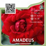 Роза плетистая "Amadeus"