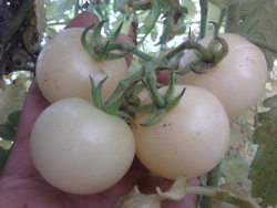 Помидоры Super Snow White