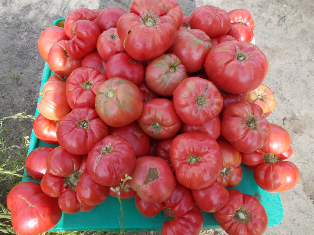 Легендарная Сызранская Розовая Ранняя Помидора