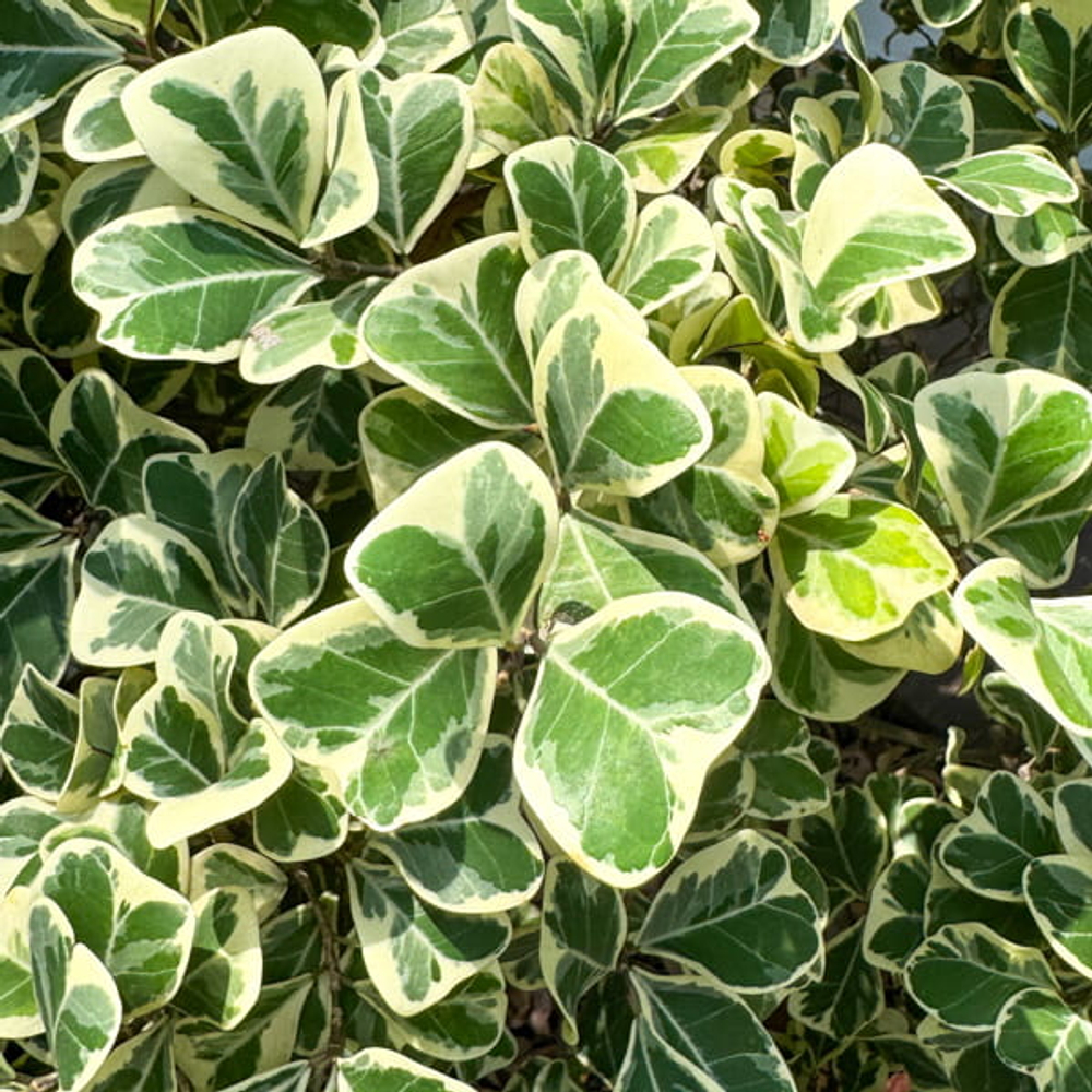 Фикус треугольный вар – Ficus triangularis var