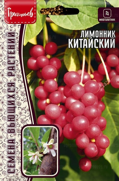 Лимонник китайский