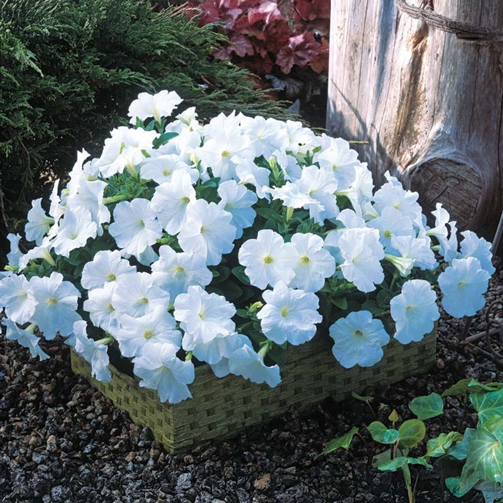 Петуния гибридная Трилоджи Вайт