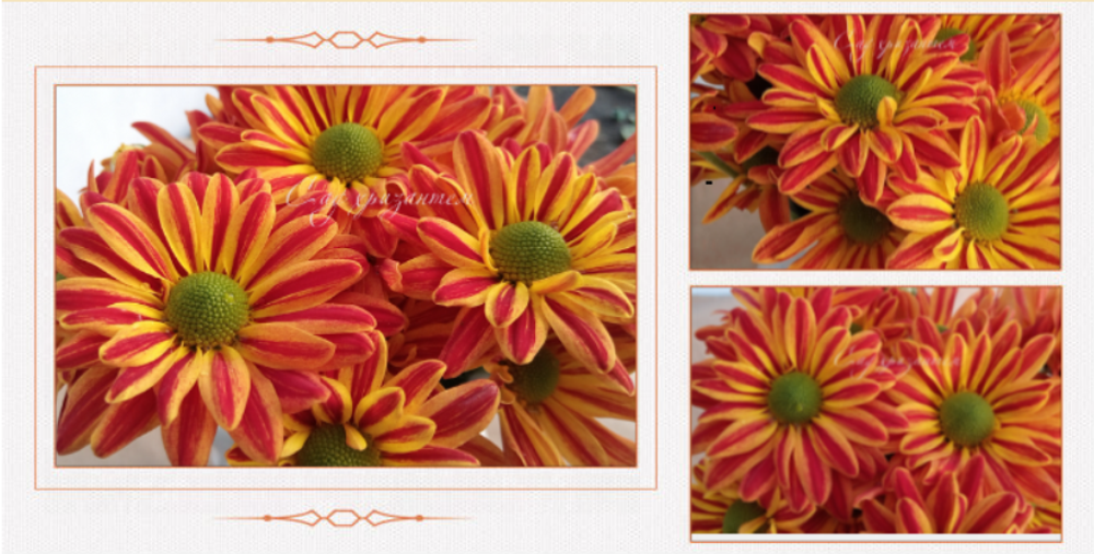 Хризантема кустовая Jordi red 🌼 к.77
