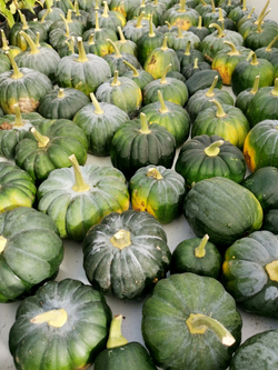 Японская Тыква Кабоча Хризантемка Кикудза - 菊座かぼちゃ